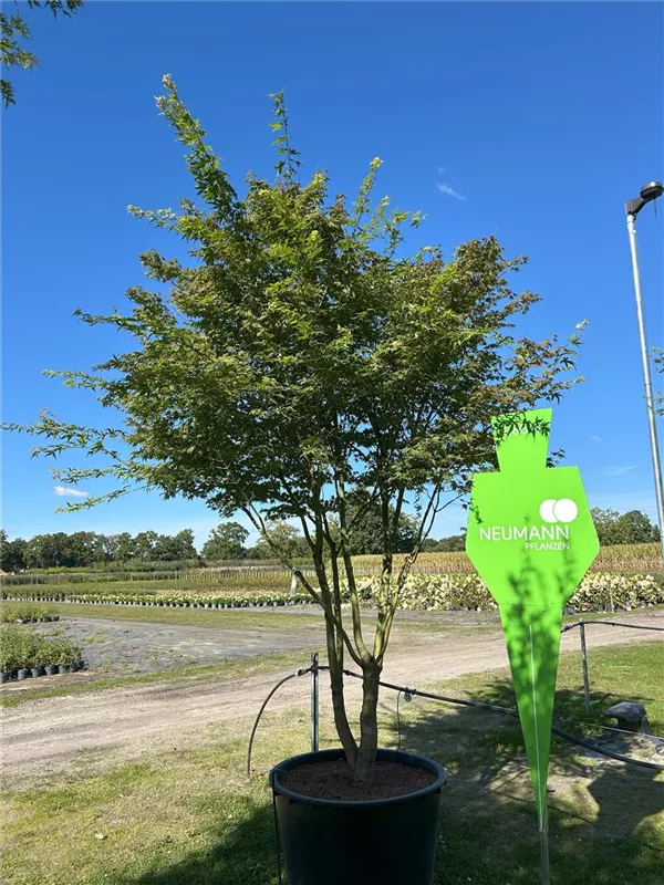 Acer palmatum