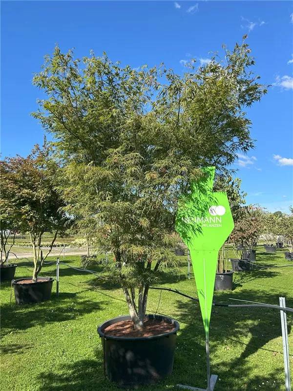 Acer palmatum 'Scolopendriifolium'