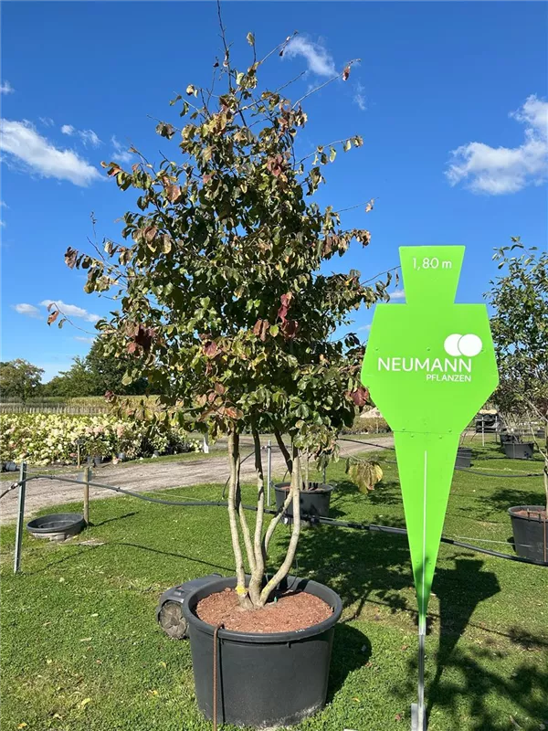 Parrotia persica