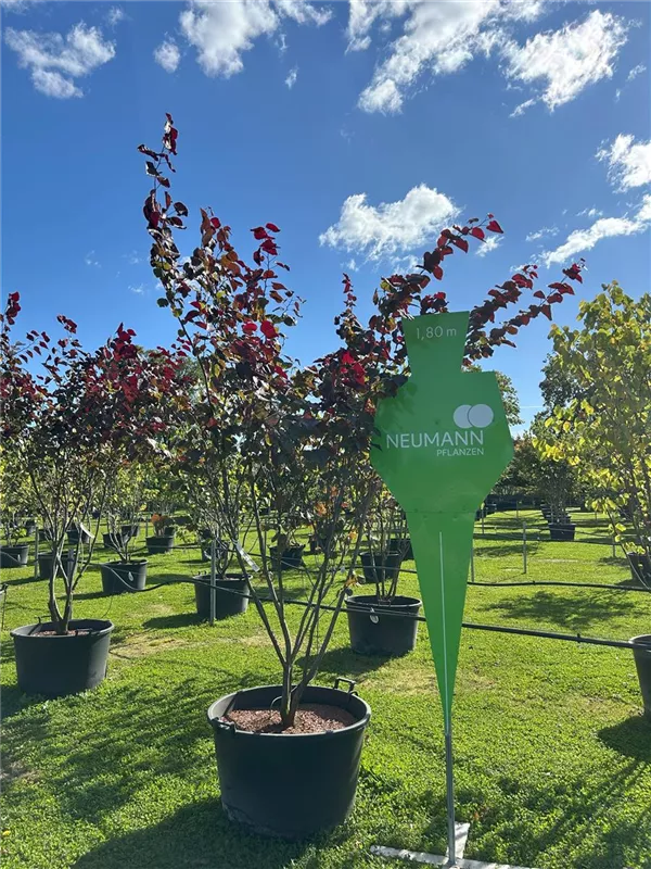 Cercis canadensis 'Forest Pansy'