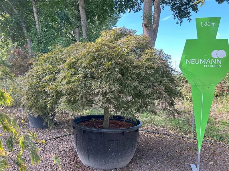 Acer palmatum 'Ornatum'