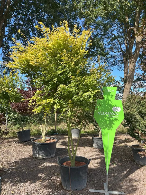 Acer palmatum 'Orange Dream'