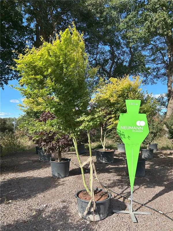 Acer palmatum 'Orange Dream'