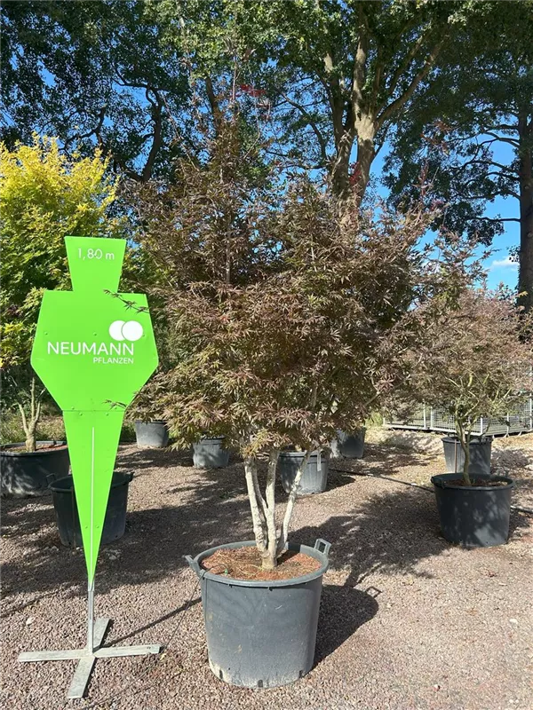 Acer palmatum 'Trompenburg'