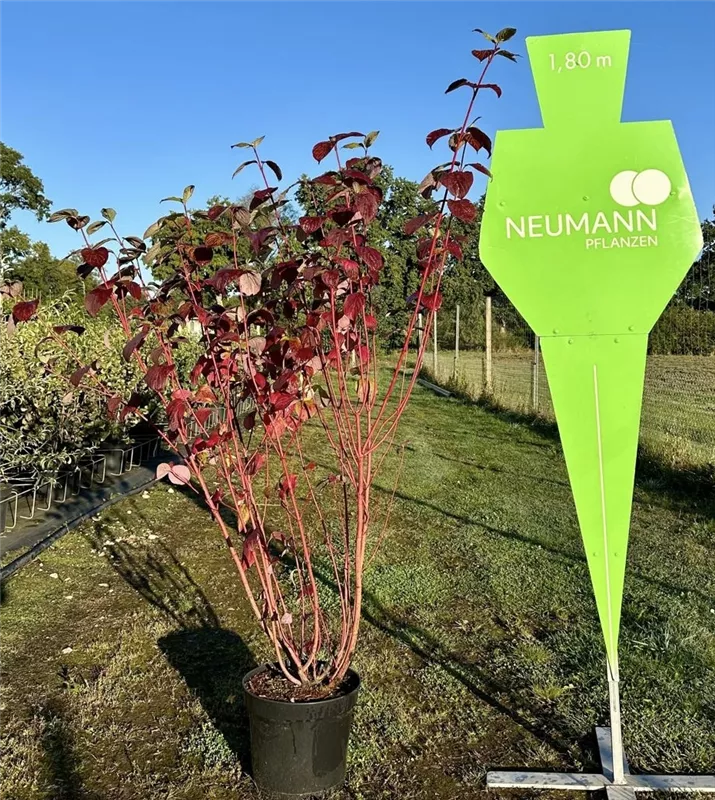 Cornus alba 'Sibirica'