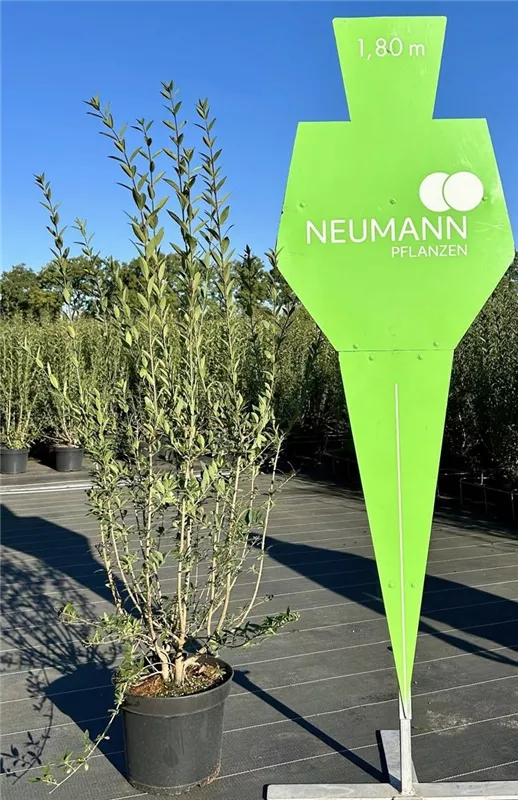 Ligustrum vulgare 'Atrovirens'