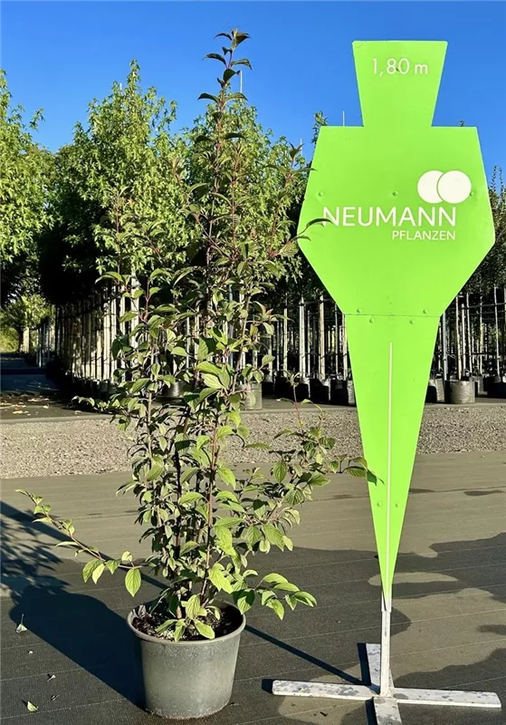 Viburnum bodnantense 'Dawn'