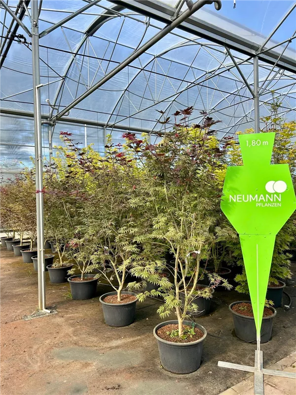 Acer palmatum 'Trompenburg'