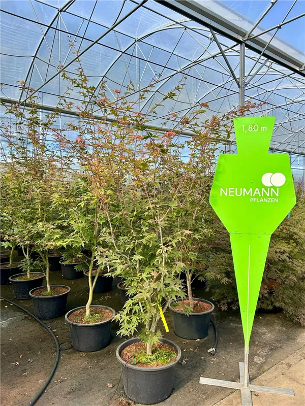 Acer palmatum 'Osakazuki'