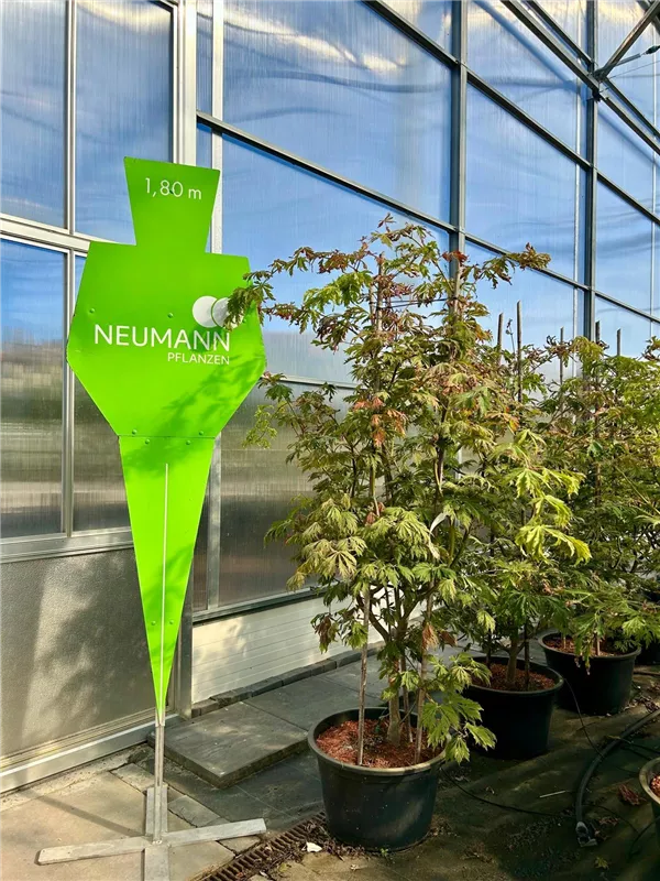 Acer japonicum 'Aconitifolium'