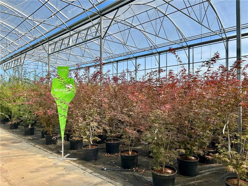 Acer palmatum 'Fireglow'