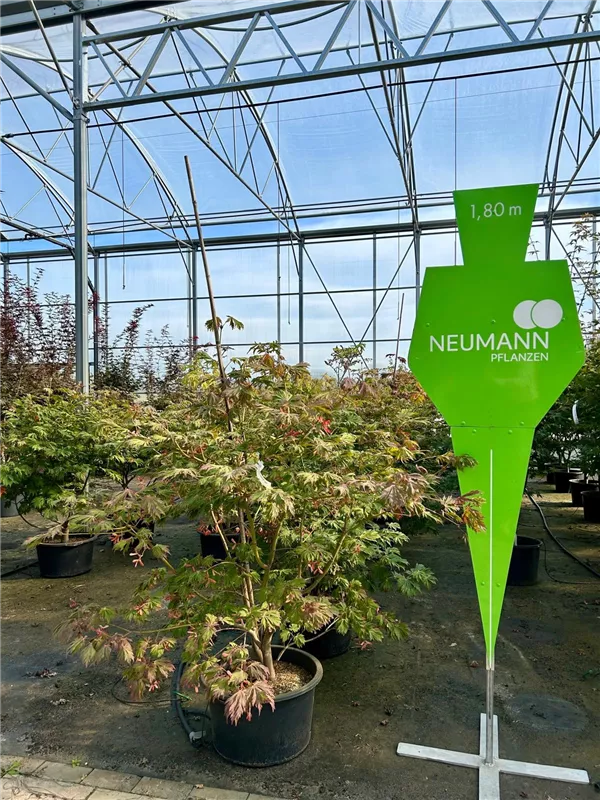Acer japonicum 'Aconitifolium'