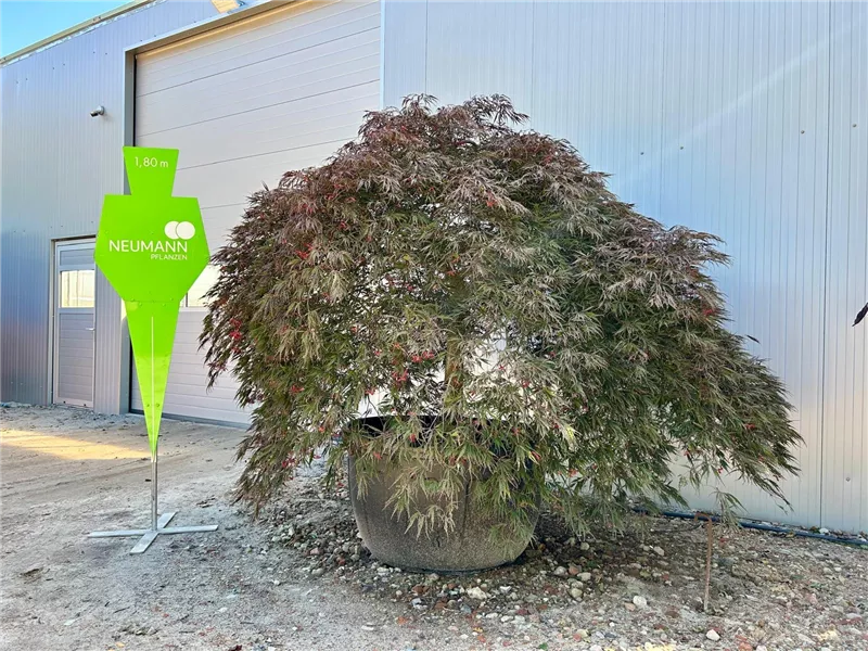 Acer palmatum 'Garnet'