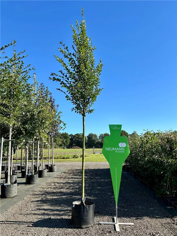 Carpinus betulus 'Fastigiata'