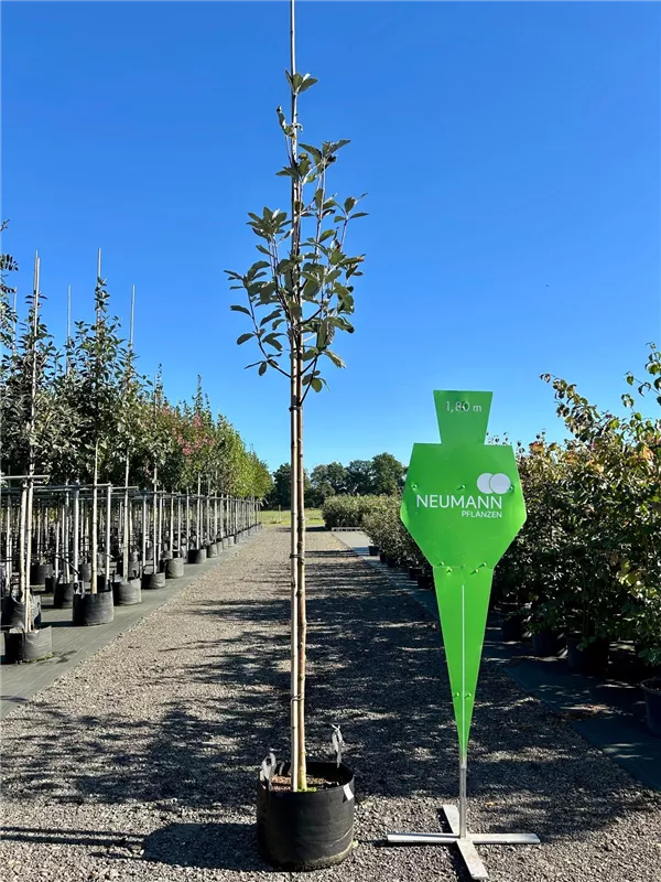 Sorbus aria 'Magnifica'
