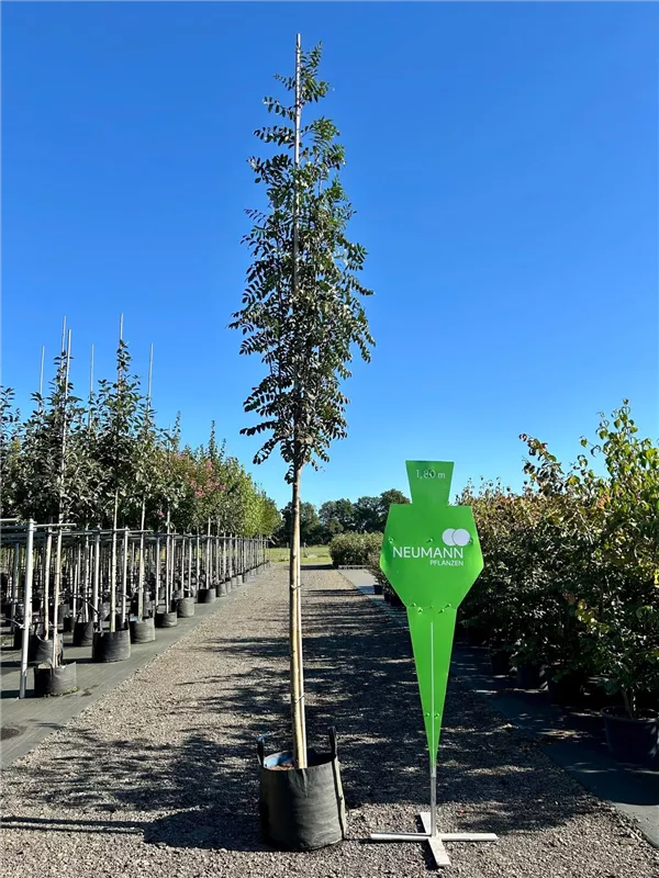 Sorbus aucuparia 'Edulis'