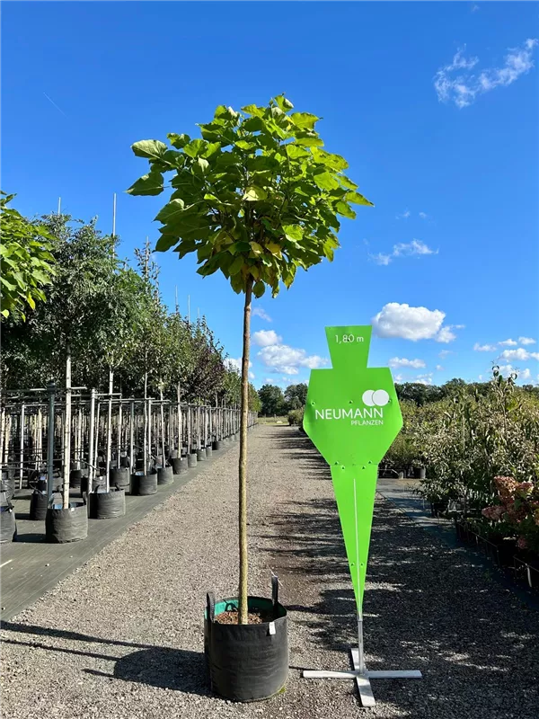 Catalpa bignonioides 'Nana'