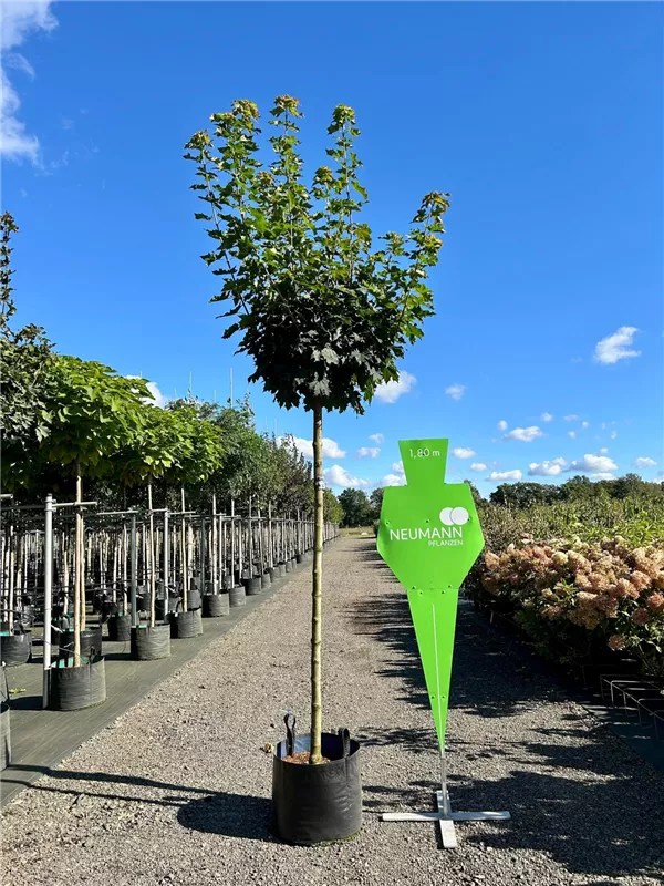 Acer platanoides 'Globosum'