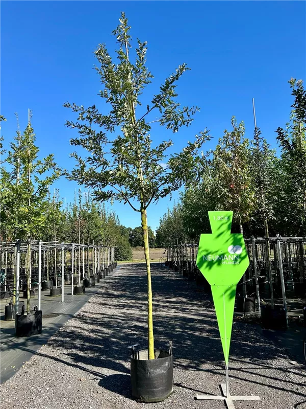 Quercus cerris