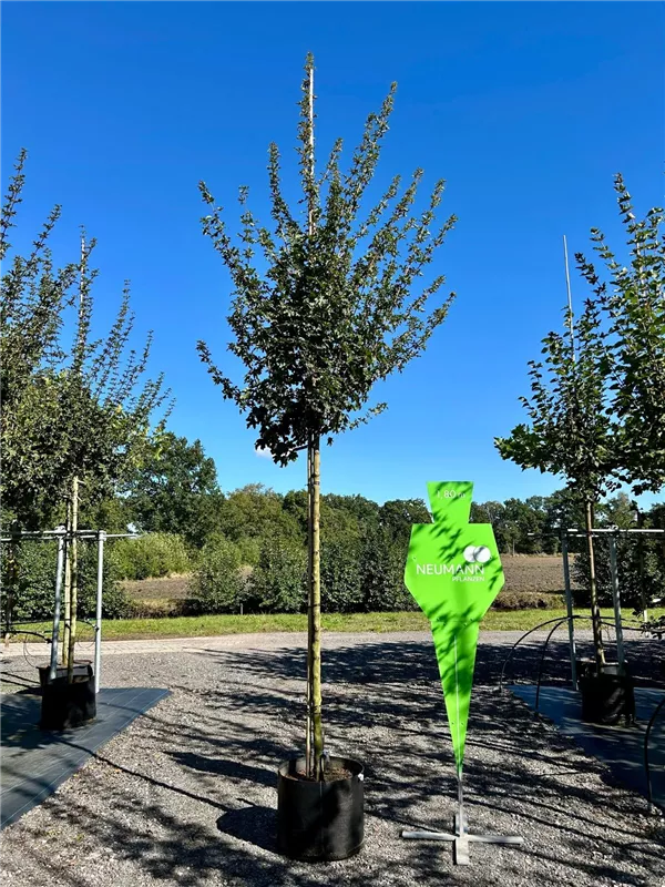 Acer campestre 'Elsrijk'