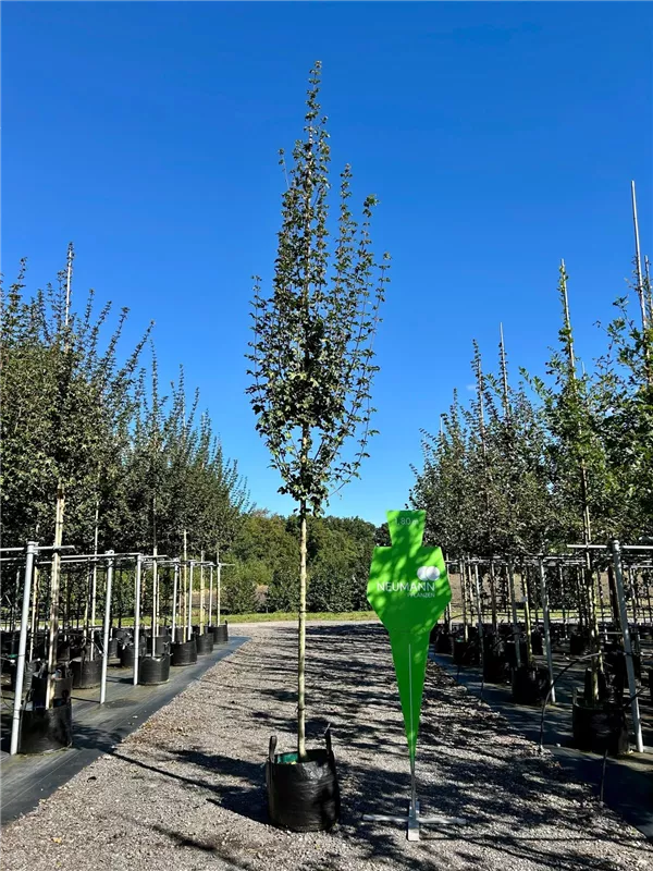 Acer campestre 'Huibers Elegant'