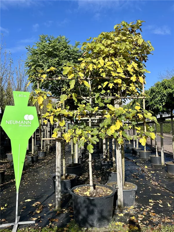 Ficus carica 'Brown Turkey' CAC