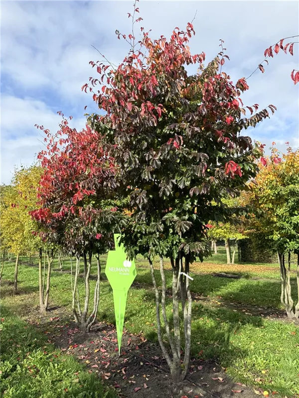 Parrotia persica 'Bella'