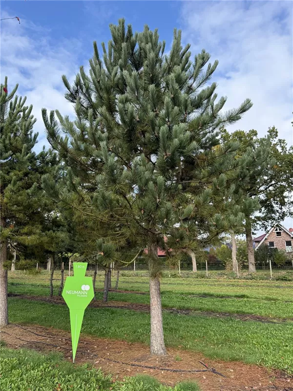 Pinus nigra ssp.nigra