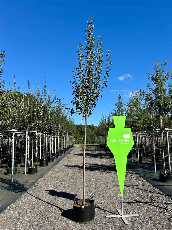 Pyrus communis i.S. CAC