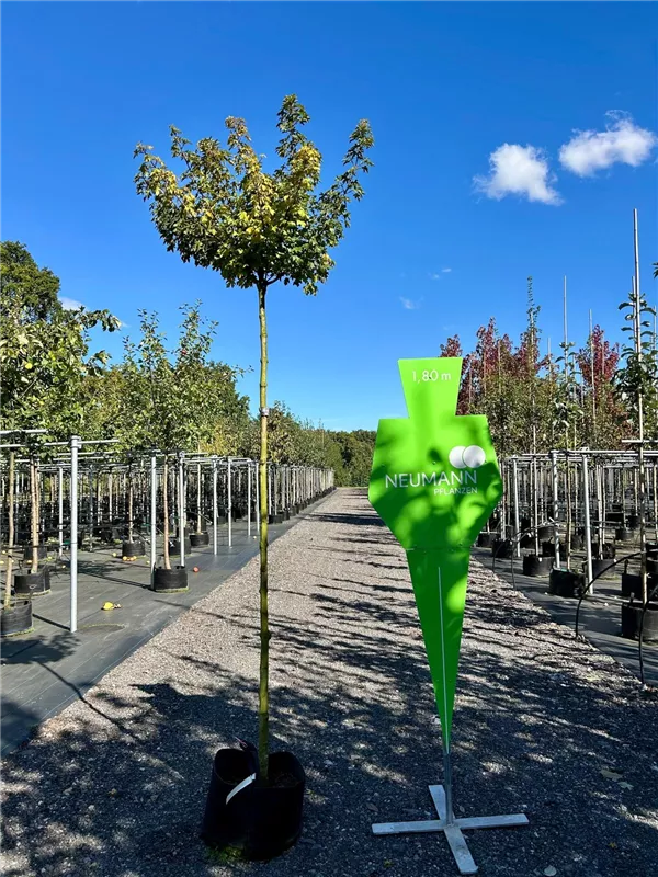 Acer campestre 'Nanum'