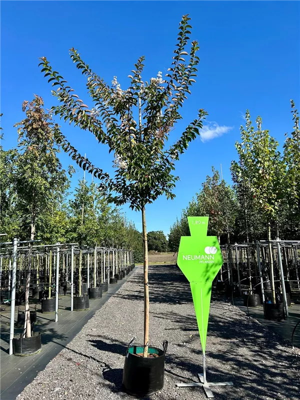 Lagerstroemia indica 'Sarah's Favorite'