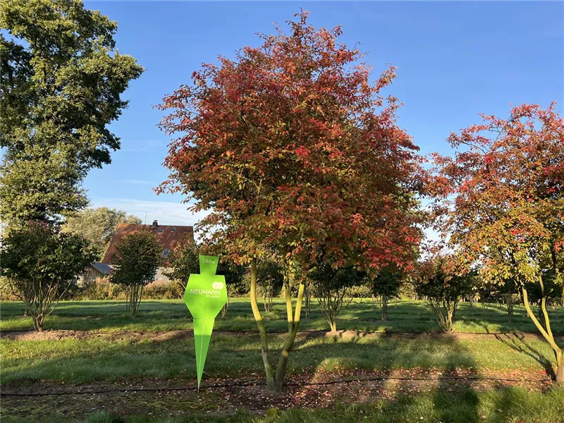 Amelanchier lamarckii