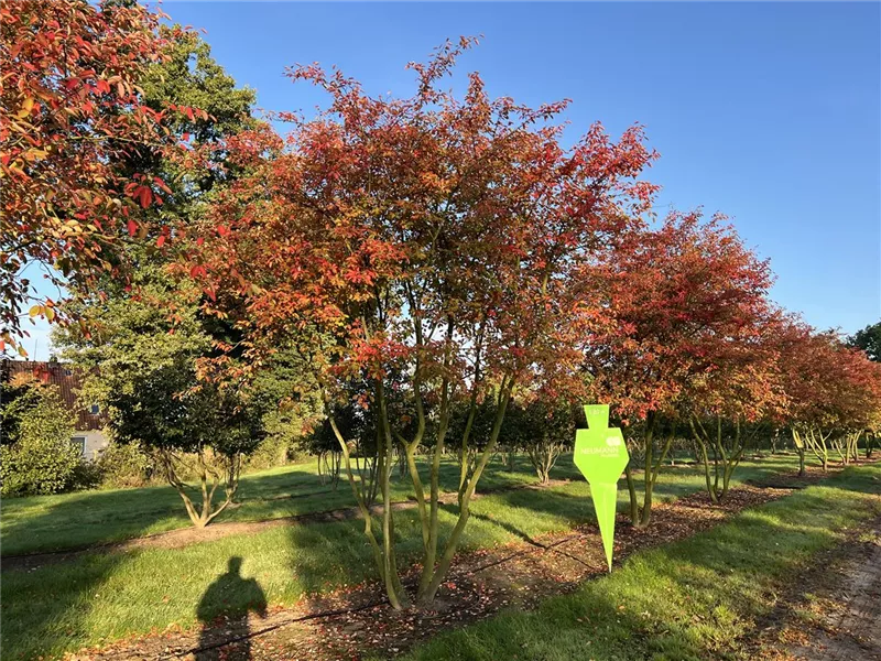 Amelanchier lamarckii