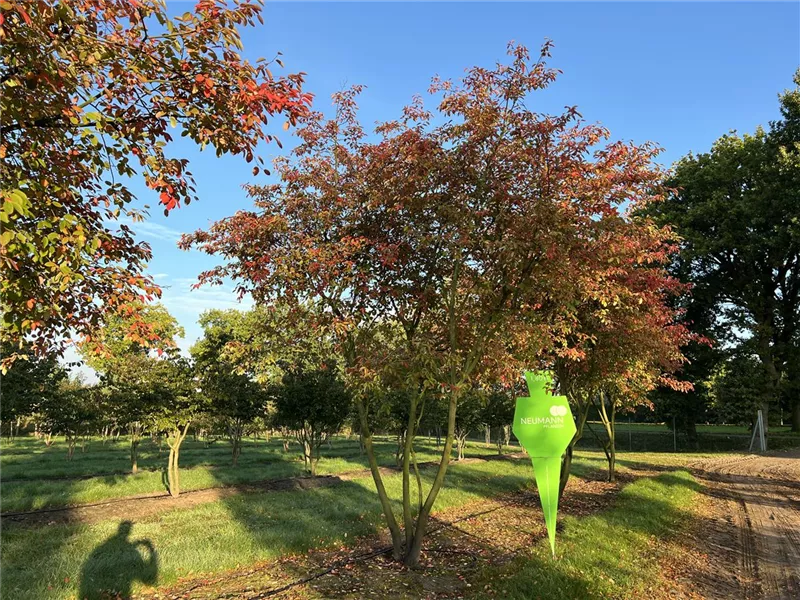 Amelanchier lamarckii