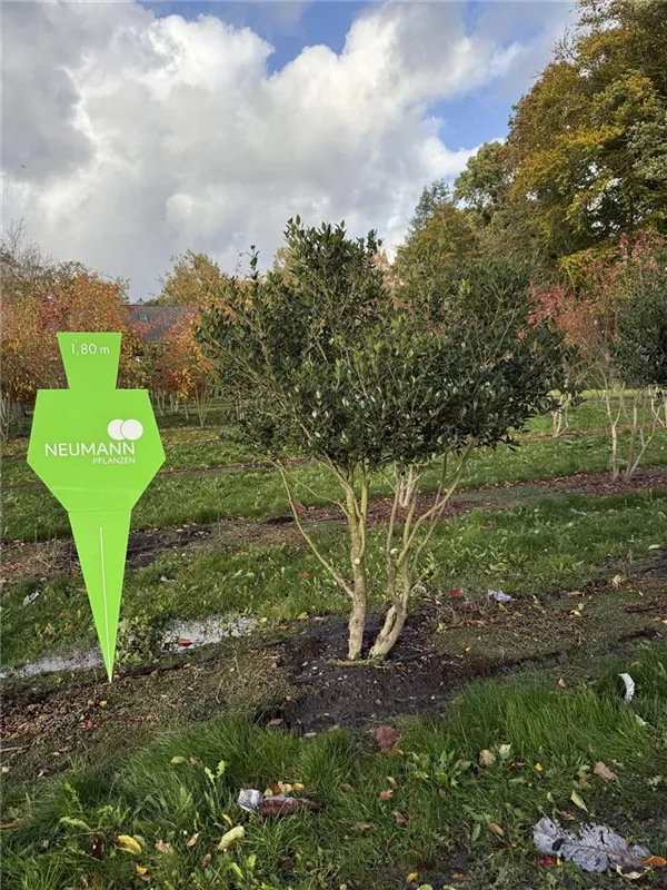 Osmanthus heterophyllus