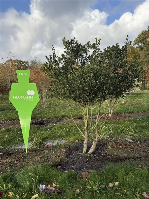 Osmanthus heterophyllus