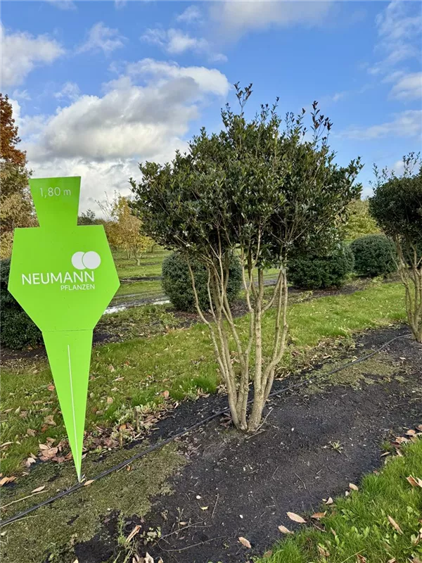 Osmanthus heterophyllus 'Purpureus'