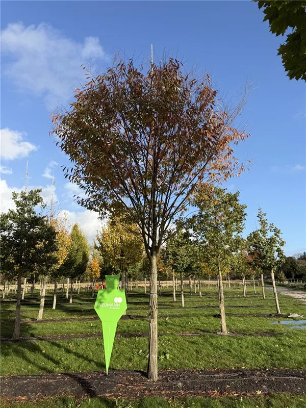 Zelkova serrata 'Green Vase'