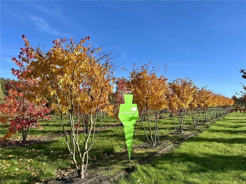 Parrotia persica 'Vanessa'