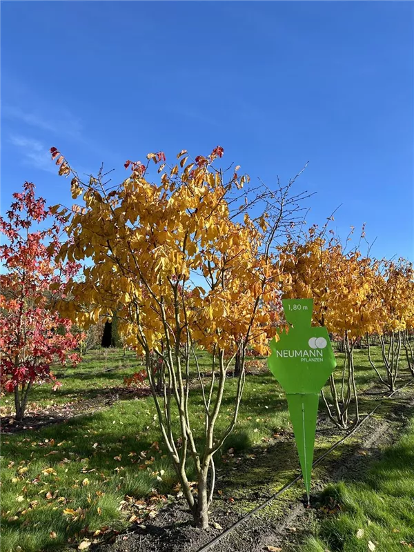 Parrotia persica 'Vanessa'