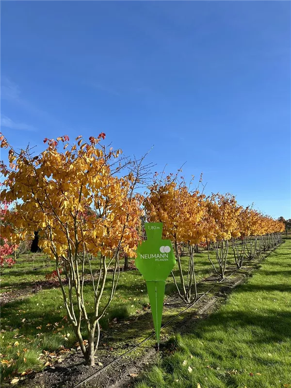 Parrotia persica 'Vanessa'