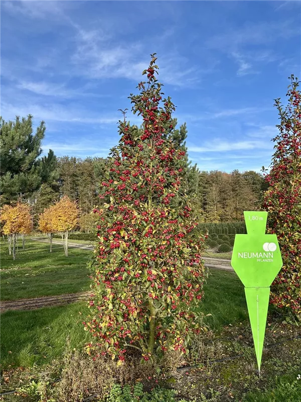 Malus 'Evereste' -R-