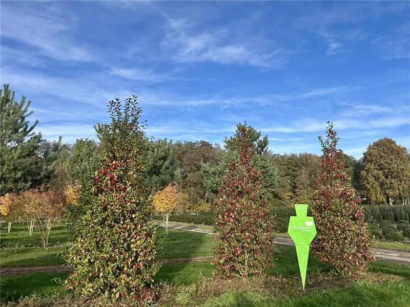 Malus 'Evereste' -R-