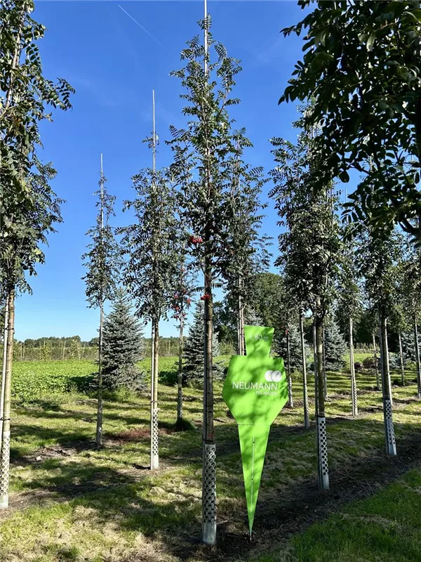 Sorbus aucuparia 'Sheerwater Seedling'
