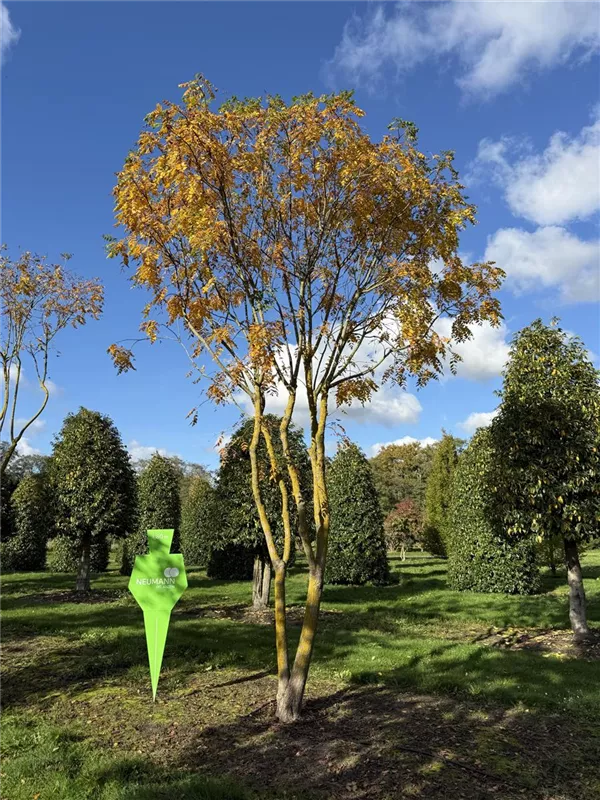 Koelreuteria paniculata