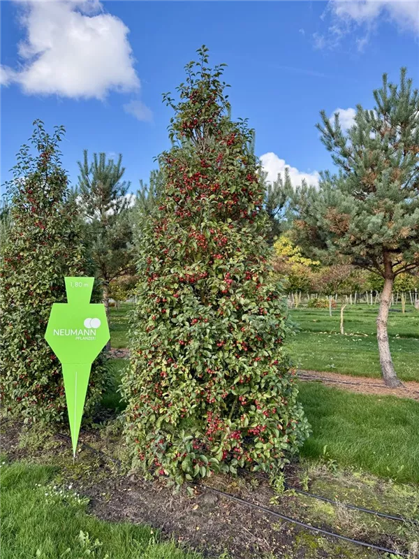 Malus 'Evereste' -R-