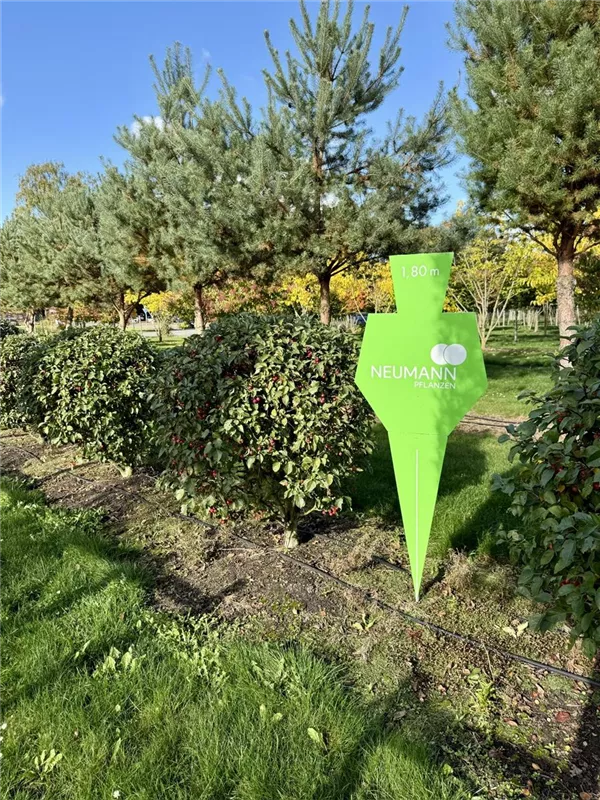 Malus 'Evereste' -R-