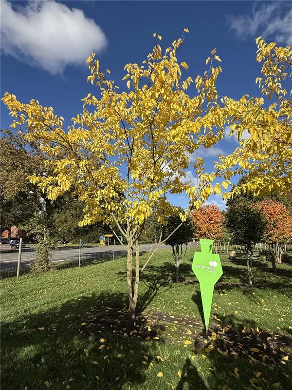 Morus alba 'Fruitless'