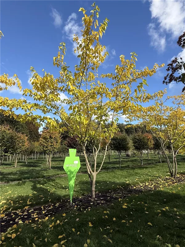 Morus alba 'Fruitless'