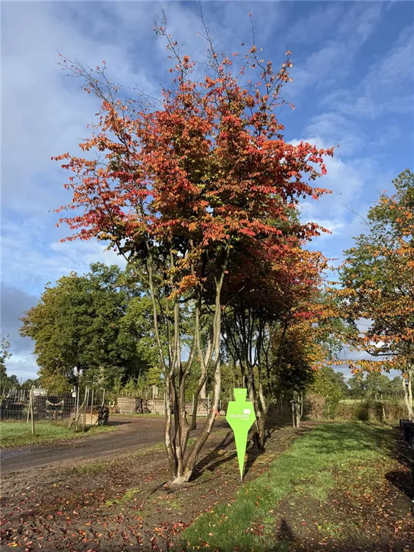 Parrotia persica